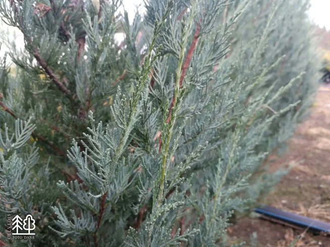 Juniperus scopulorum   'Wichita Blue'